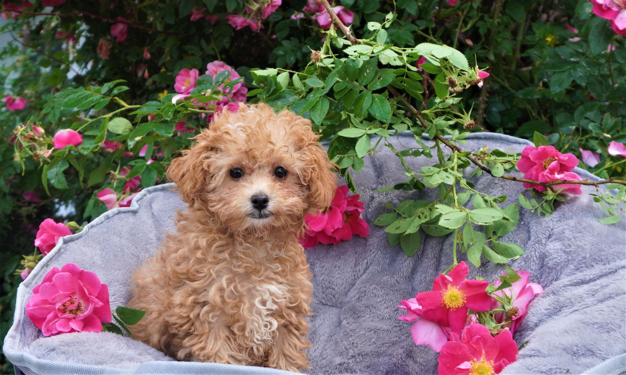 Caniche Toy