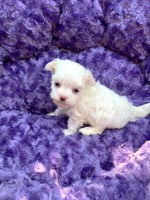 Bichon maltais