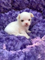 Bichon maltais