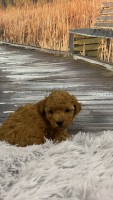 Caniche Toy