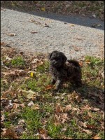 Caniche Toy