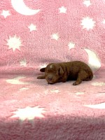 Caniche Toy