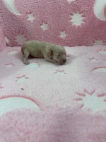 Caniche Toy