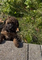 Caniche Toy