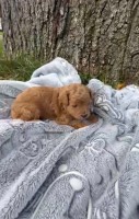 Caniche Toy