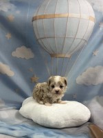 Maltipoo