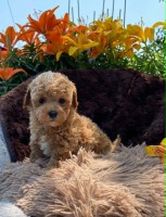 Maltipoo
